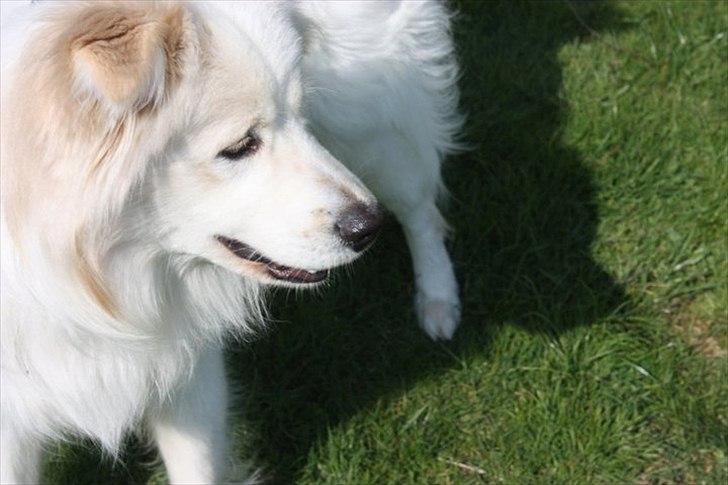 Blanding af racer Bjørn billede 15