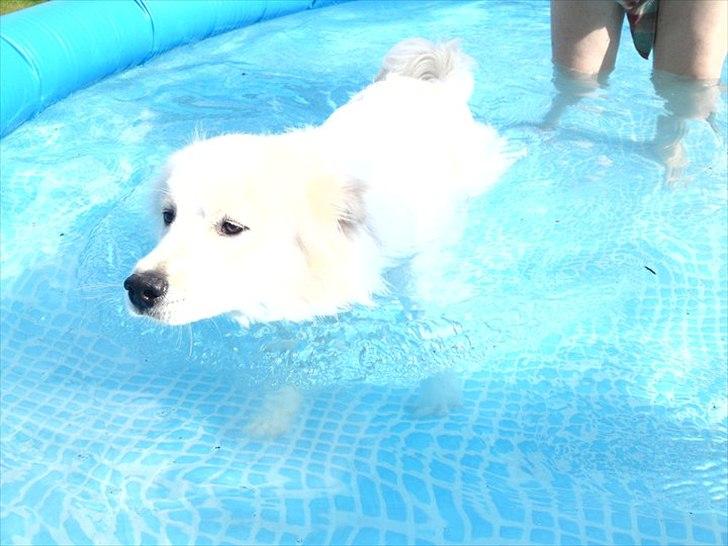 Blanding af racer Bjørn - Den lille vandhund billede 16