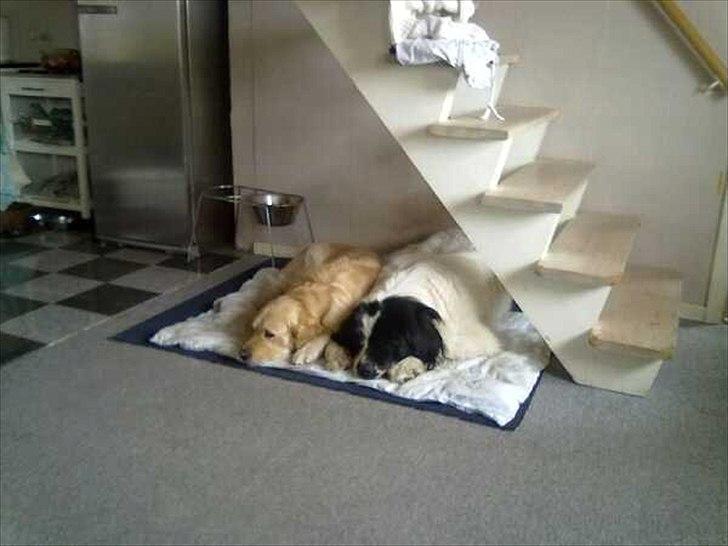 Landseer Atilla - dovenskaben længe leve :) billede 1