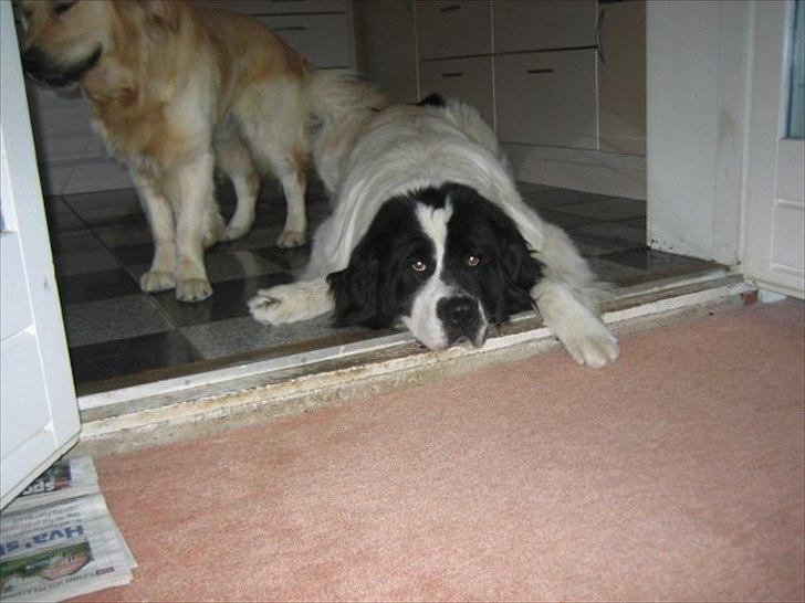 Landseer Atilla - flyt den gule der, jeg er træt! billede 2