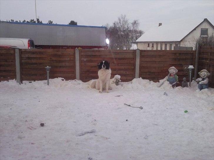 Landseer Atilla - jeg er bare så lækker :D billede 3