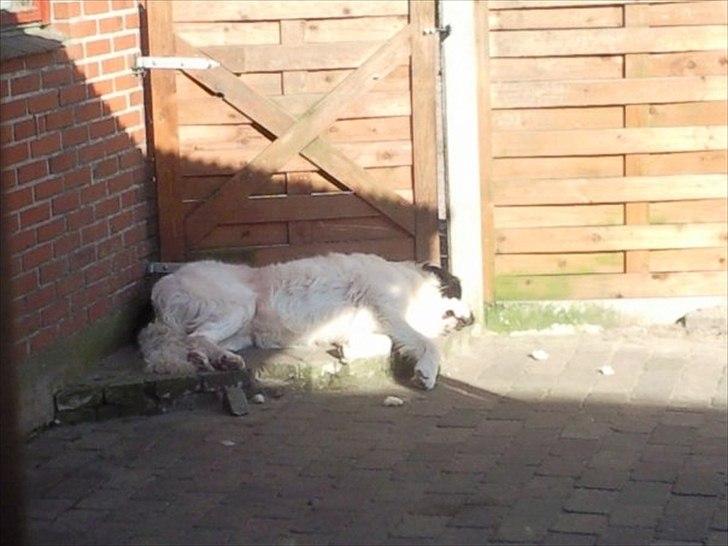 Landseer Atilla - zZzZzZ.. hvis jeg sover foran lågen, er der ingen som kommer ind, uden jeg opdager dem :) billede 4