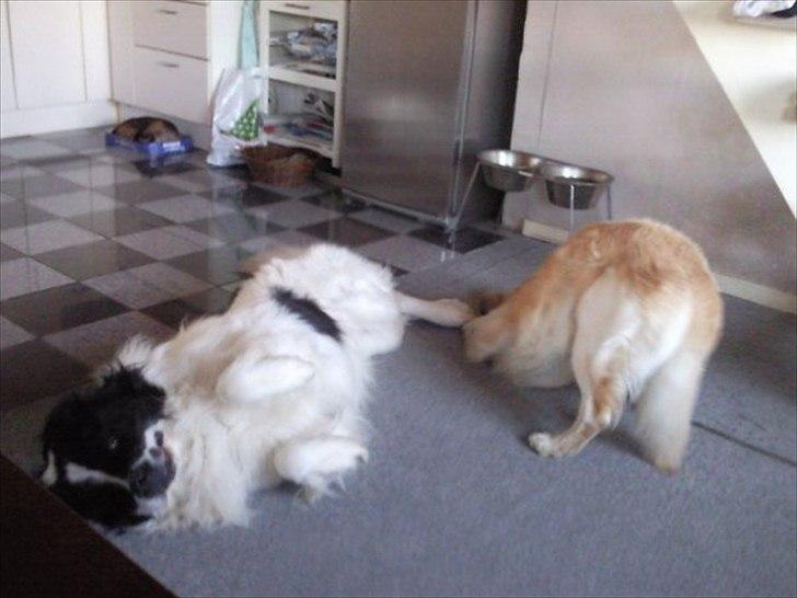 Landseer Atilla - tossede hunde :) billede 5