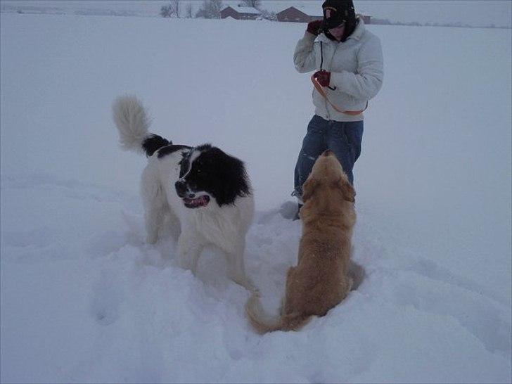 Landseer Atilla - andet år med sne, det var bare så spændene :) billede 6