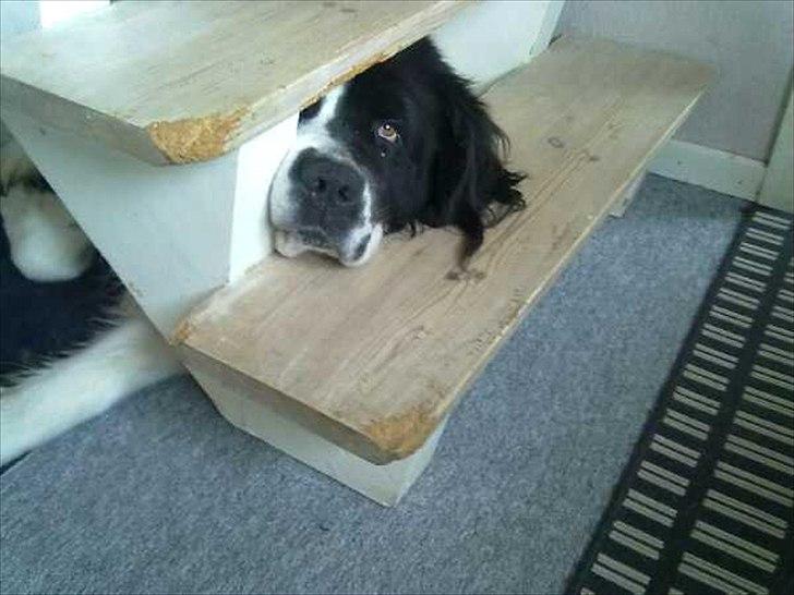 Landseer Atilla - hahaha. jeg er bare så nysgerrig :) billede 7