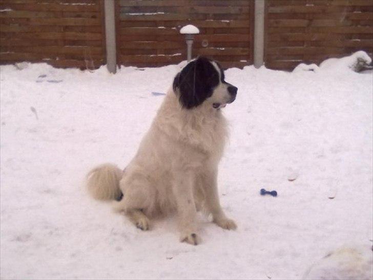 Landseer Atilla - fotogen? billede 8