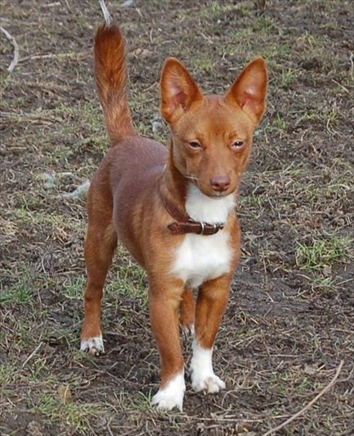 Podengo portugues pequeno Balsa billede 1