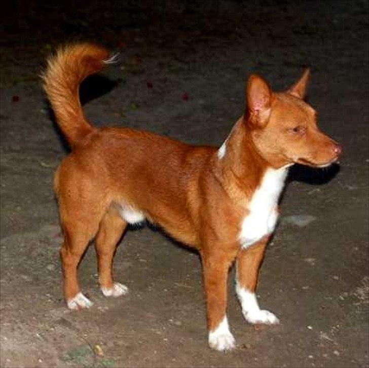 Podengo portugues pequeno Balsa billede 2