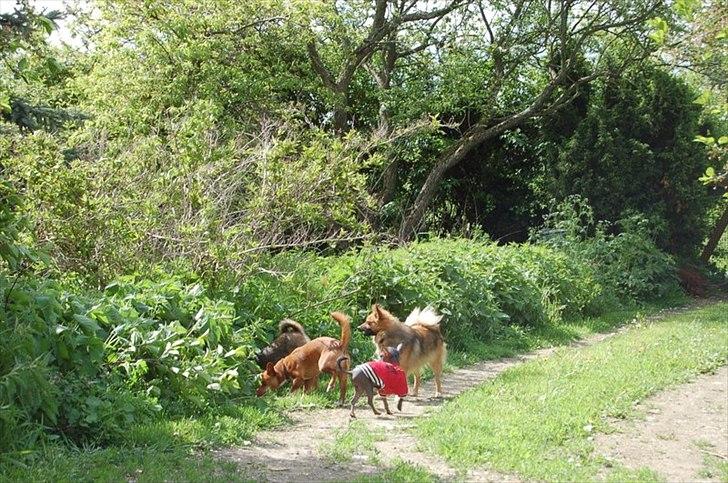 Podengo portugues pequeno Balsa billede 3