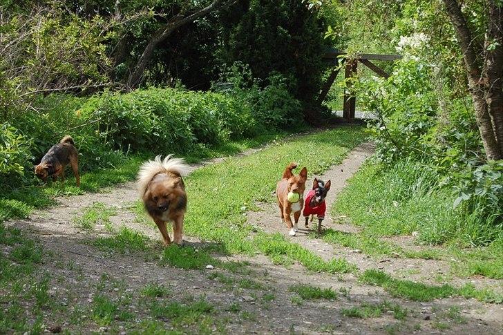 Podengo portugues pequeno Balsa billede 4