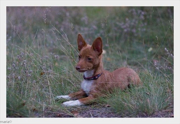 Podengo portugues pequeno Balsa billede 5