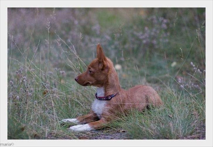 Podengo portugues pequeno Balsa billede 6