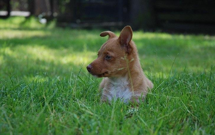 Podengo portugues pequeno Balsa billede 7