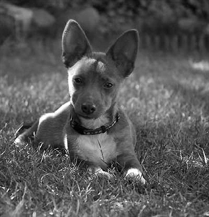 Podengo portugues pequeno Balsa billede 8