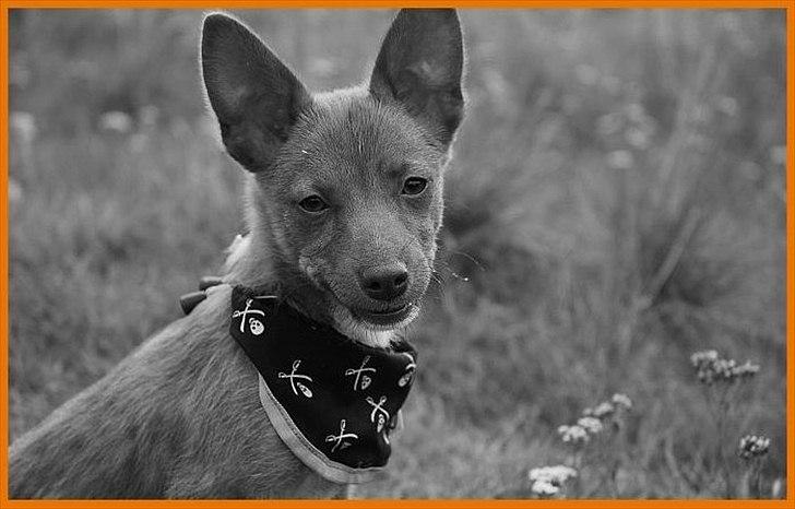 Podengo portugues pequeno Balsa billede 9