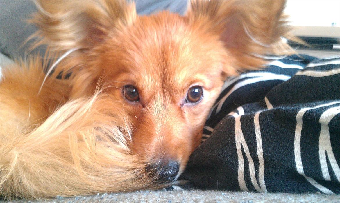 Blanding af racer Balou - 13.01.12 billede 11