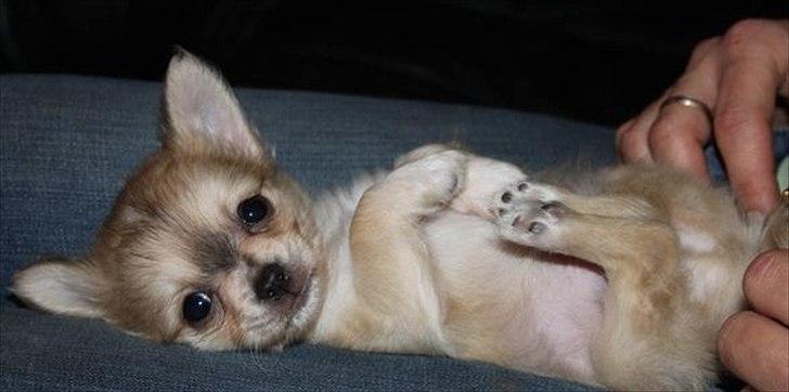 Chihuahua Fonzie billede 2