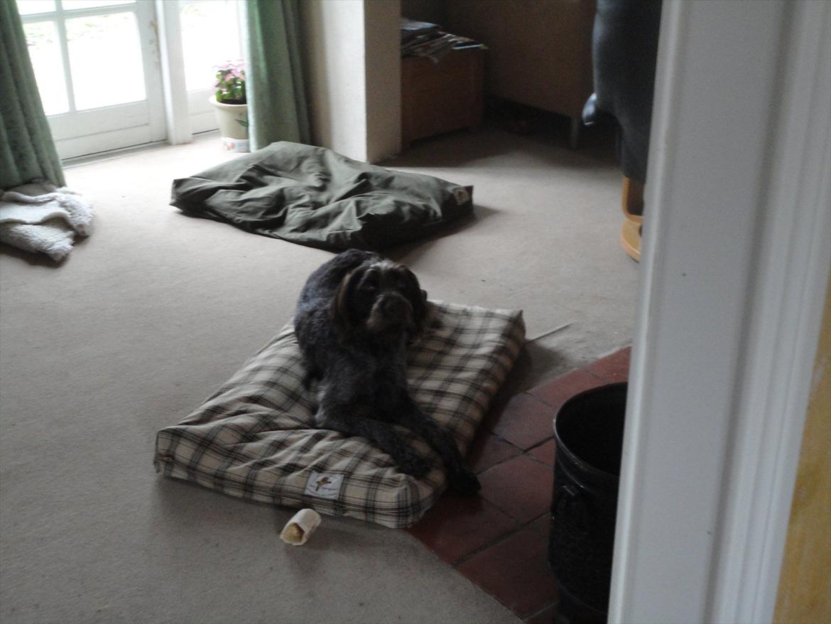 Ruhåret hønsehund Øksenhaven´s Dodo  billede 15