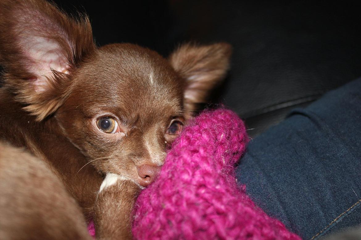 Chihuahua Sukkerpels COCIO. cocio ! billede 7