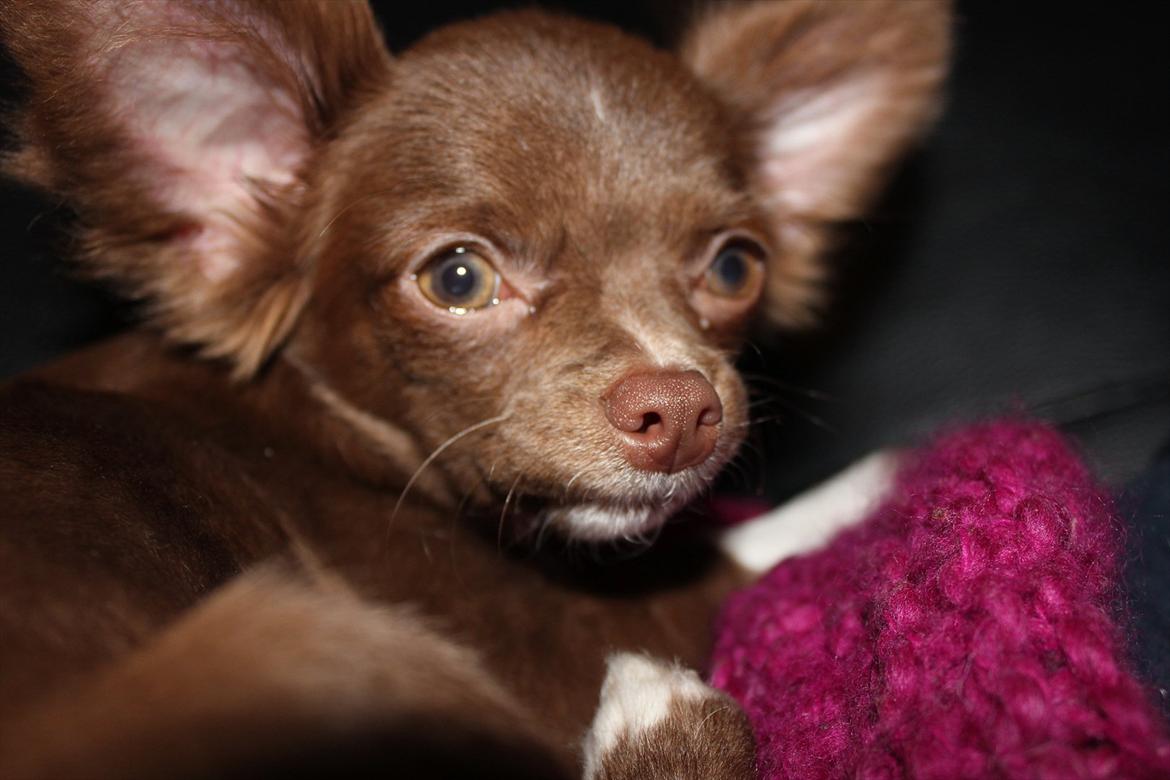 Chihuahua Sukkerpels COCIO. cocio ! billede 8