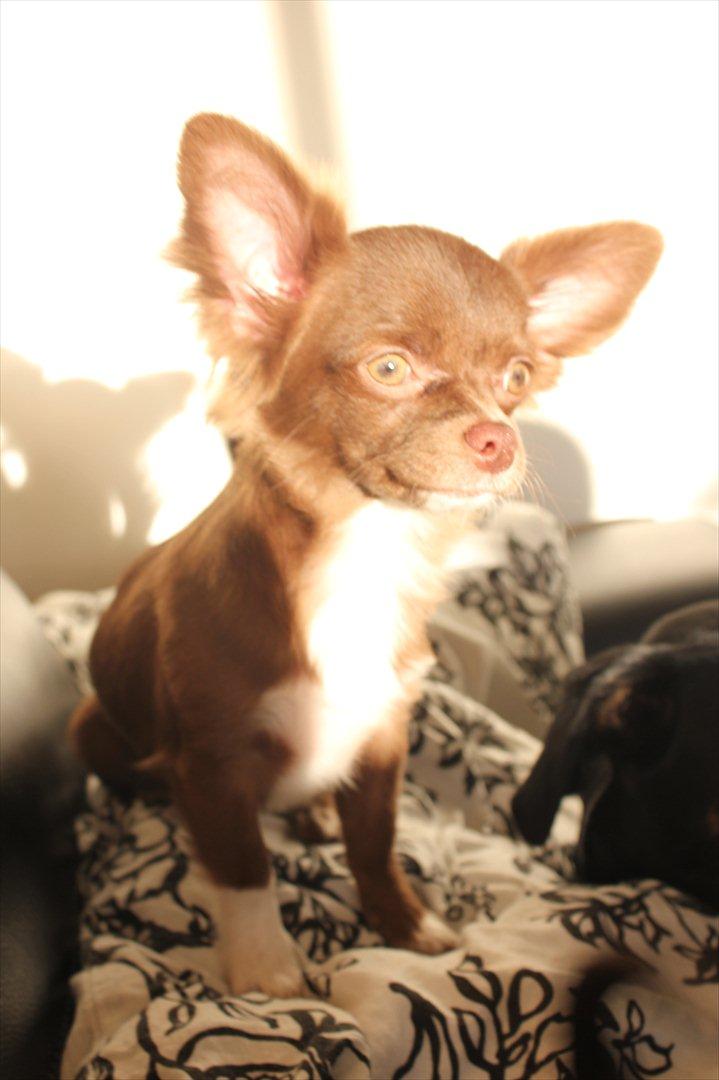 Chihuahua Sukkerpels COCIO. cocio ! billede 9