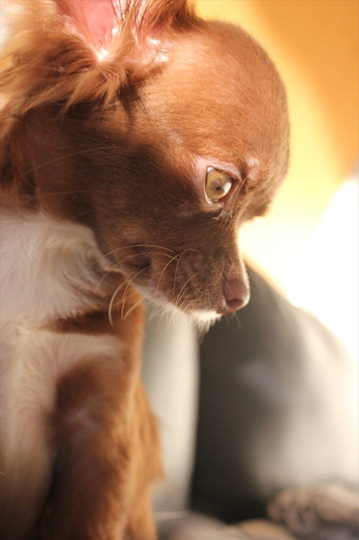 Chihuahua Sukkerpels COCIO. cocio ! billede 10