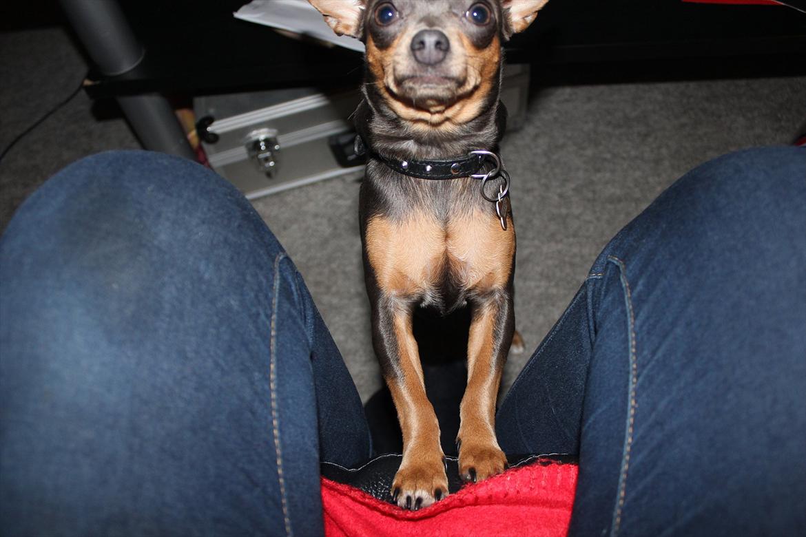 Chihuahua Mesha! <3 - min mor siger jeg har mange små dobbelthager :) billede 11