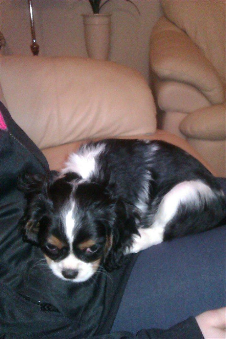 Cavalier king charles spaniel Fiona <3 <3  :* billede 2