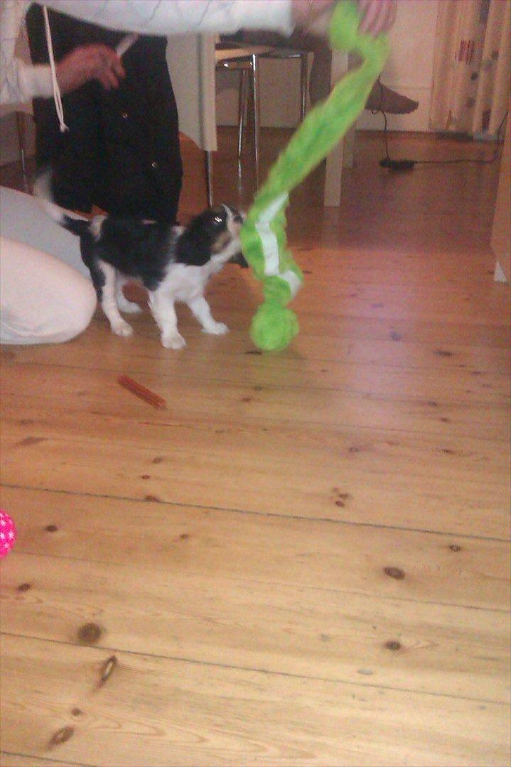 Cavalier king charles spaniel Fiona <3 <3  :* billede 3