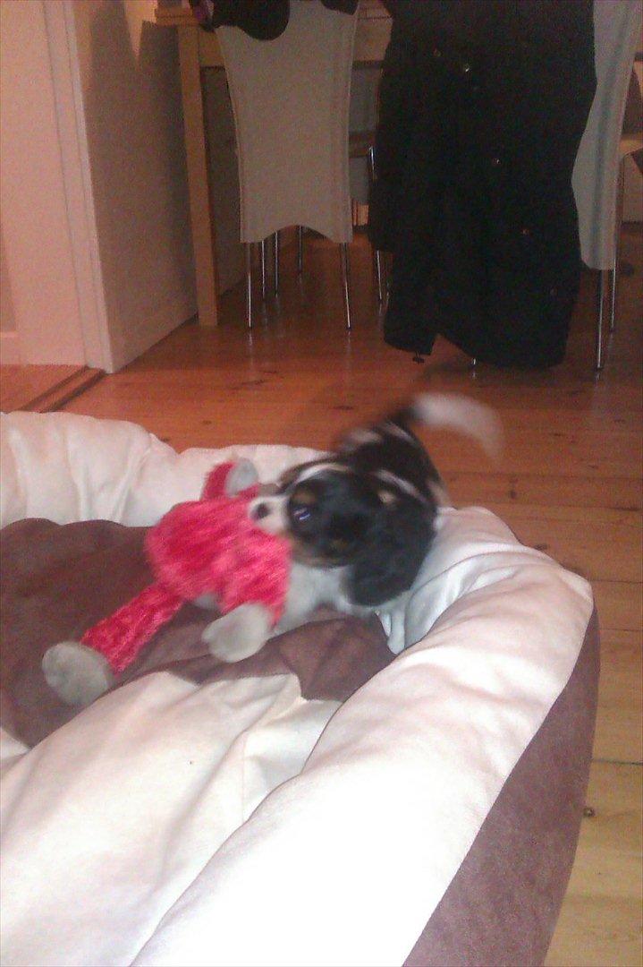 Cavalier king charles spaniel Fiona <3 <3  :* billede 4