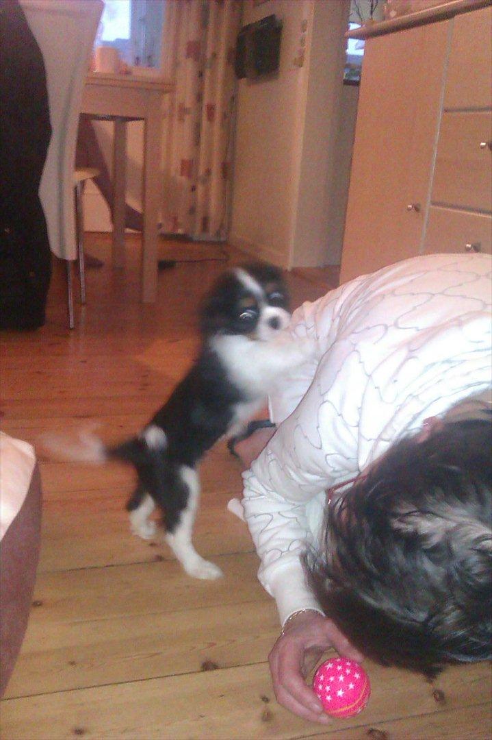 Cavalier king charles spaniel Fiona <3 <3  :* billede 5