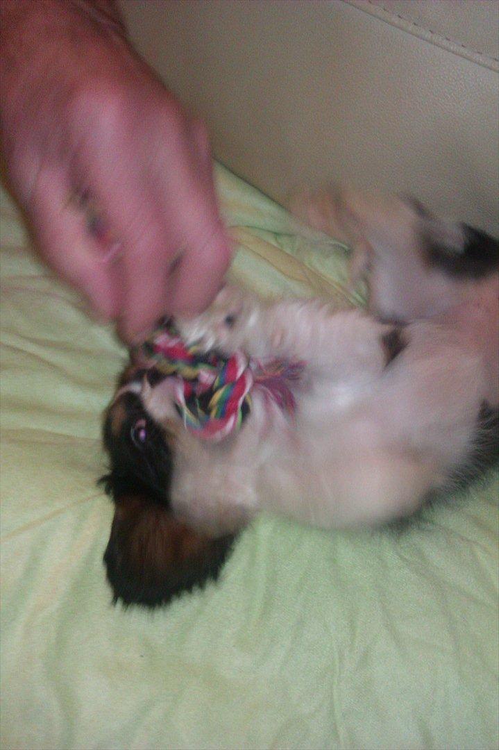 Cavalier king charles spaniel Fiona <3 <3  :* billede 6