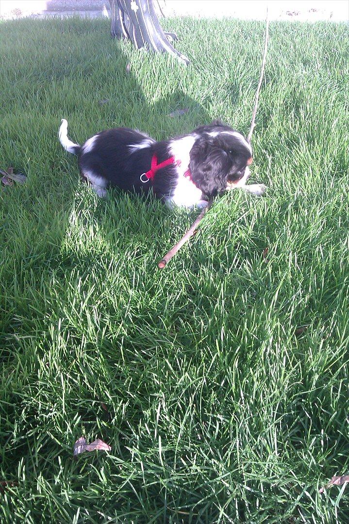 Cavalier king charles spaniel Fiona <3 <3  :* billede 7