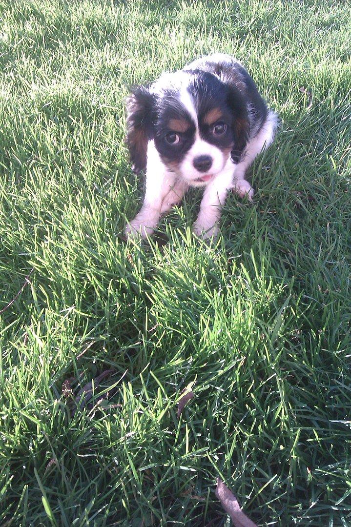 Cavalier king charles spaniel Fiona <3 <3  :* billede 1