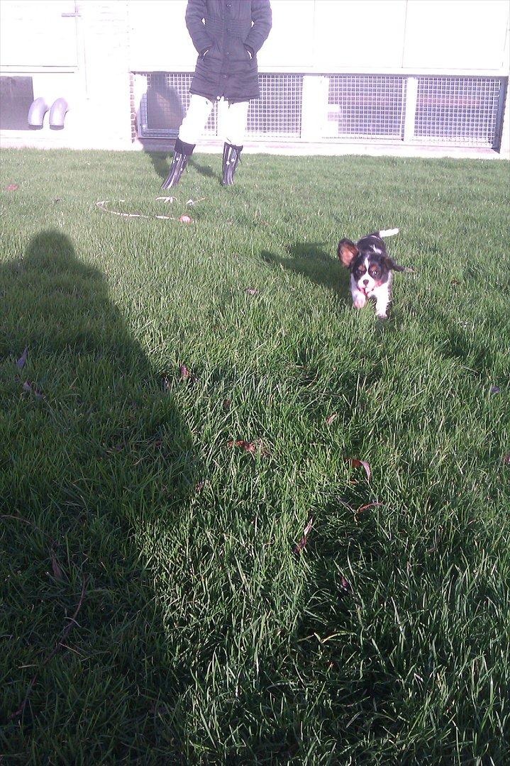 Cavalier king charles spaniel Fiona <3 <3  :* billede 8