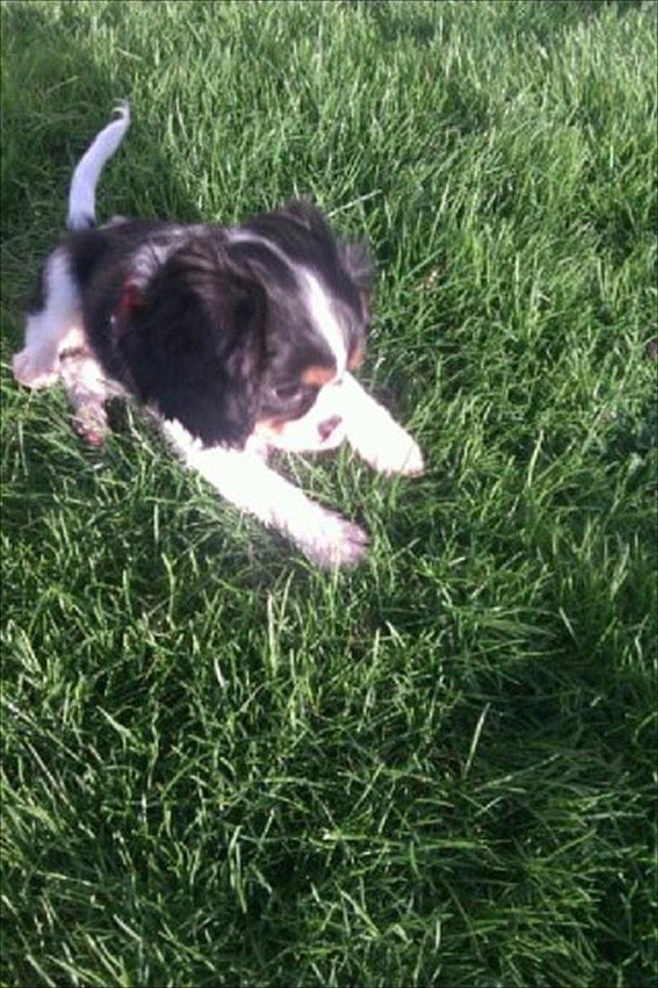 Cavalier king charles spaniel Fiona <3 <3  :* billede 9
