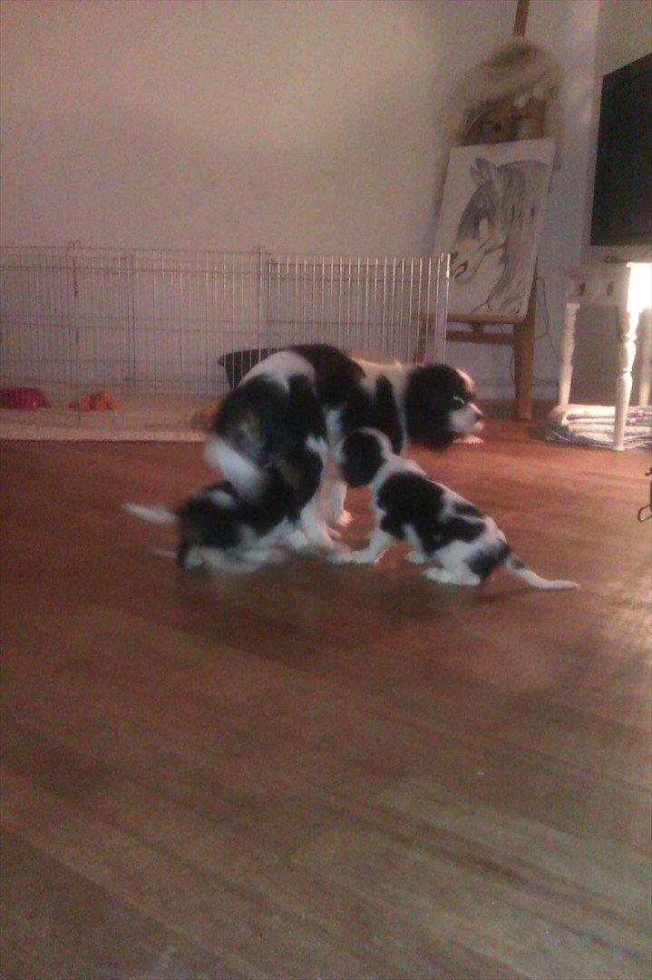 Cavalier king charles spaniel Fiona <3 <3  :* billede 10