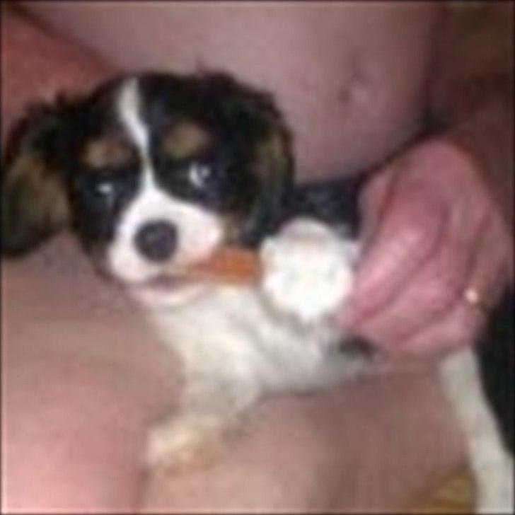 Cavalier king charles spaniel Fiona <3 <3  :* billede 11