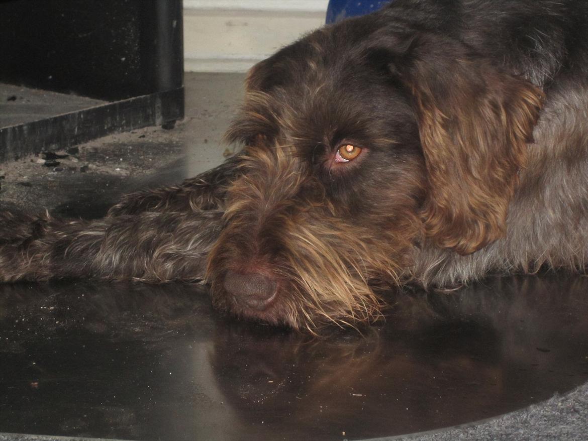 Ruhåret hønsehund Birkemosens Luchs billede 8