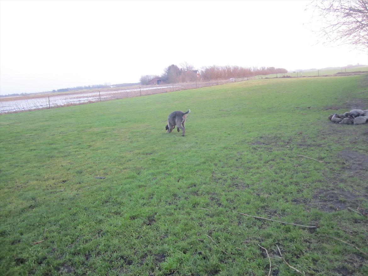 Ruhåret hønsehund Birkemosens Luchs billede 10