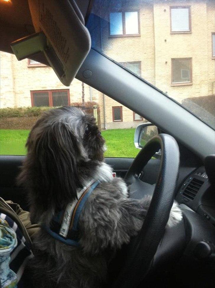 Shih tzu Valde billede 5