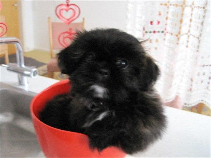 Shih tzu Valde billede 4