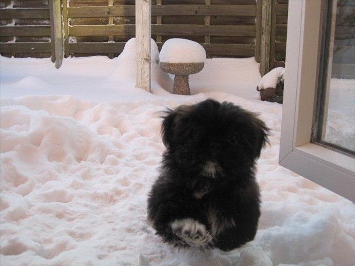 Shih tzu Valde billede 3