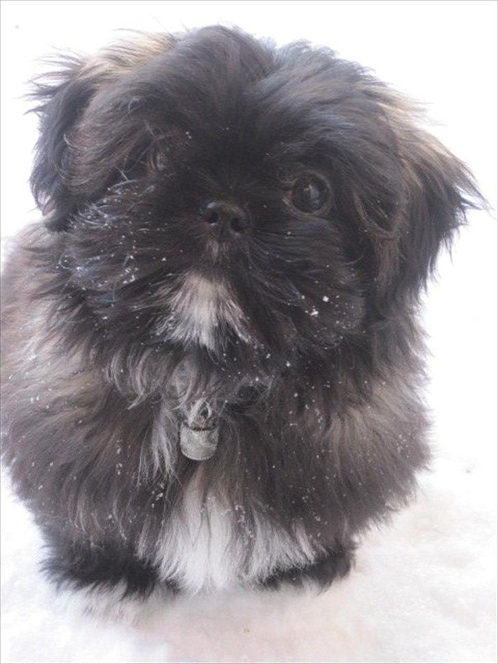 Shih tzu Valde billede 2