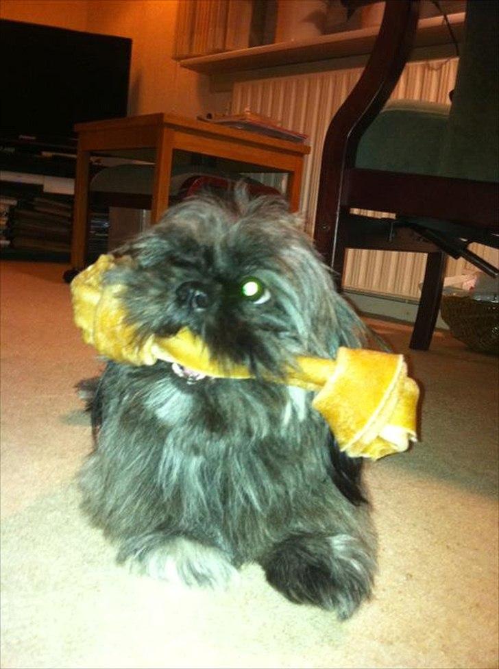 Shih tzu Valde billede 6