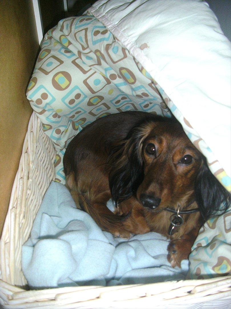 Dværggravhund Fie billede 1