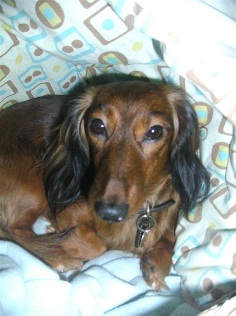 Dværggravhund Fie billede 2