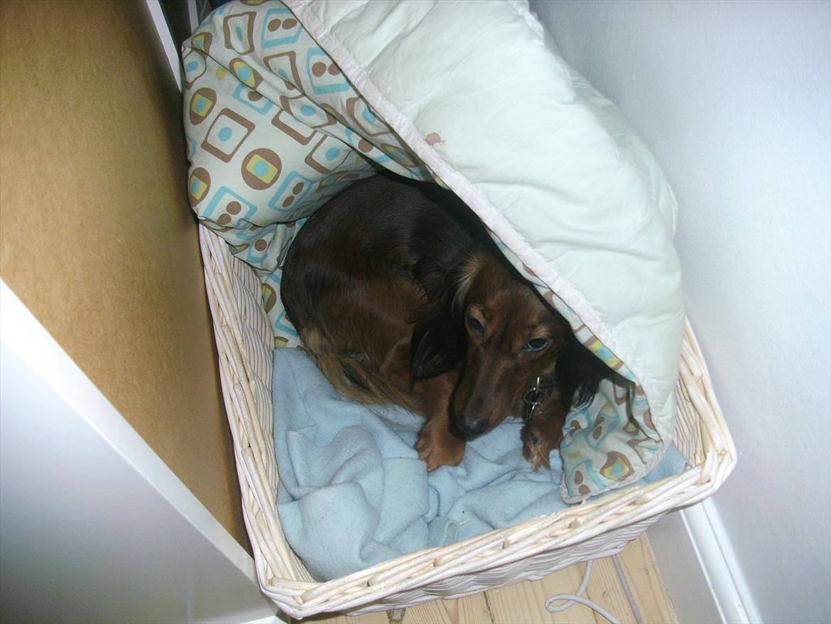 Dværggravhund Fie billede 3