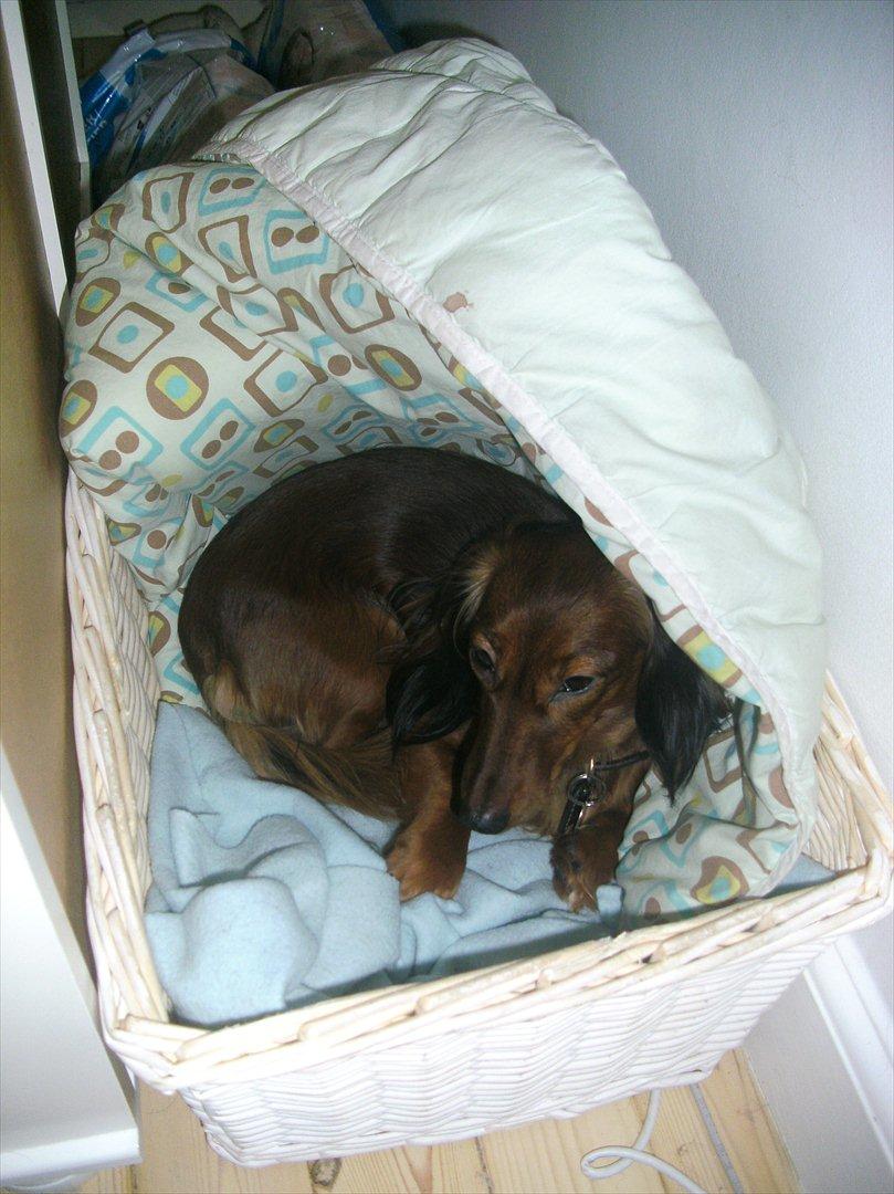 Dværggravhund Fie billede 4