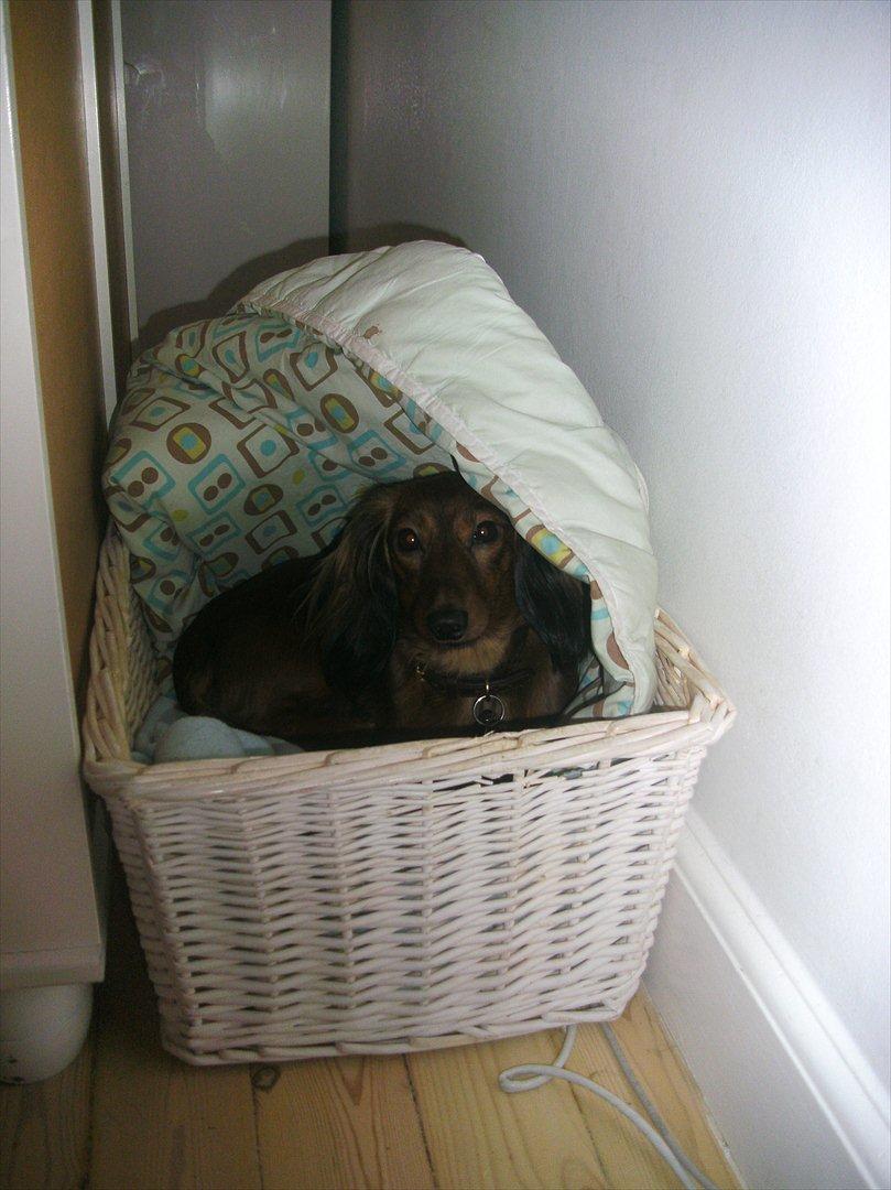 Dværggravhund Fie billede 5